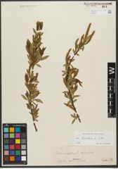 Foto von Salix triandra subsp. triandra L.
